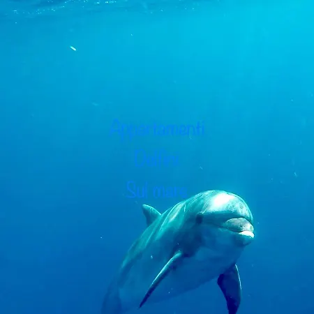 Delfini Sul Mare Golfo Aranci